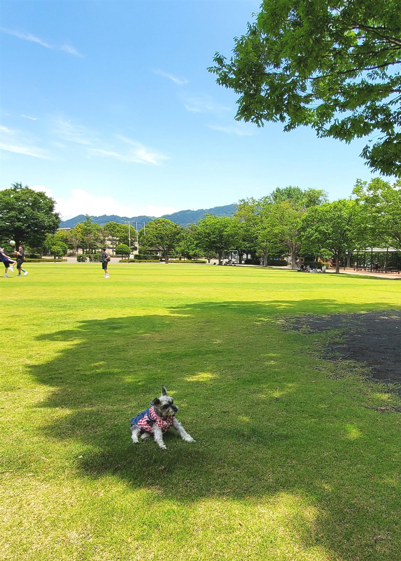 バードハウス 真弓のつぶやき 焼津市の音楽スクール